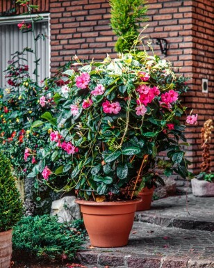 Dipladenia / Mandevilla rek 60-70 cm