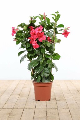 Mandevilla Mandevilla Sanderi Rek Rose 35-40 Pot Dipladenia / Mandevilla rek 35-40 cm