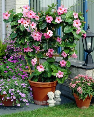 Mandevilla Mandevilla Sanderi Rek Rose 35-40 Pot Dipladenia / Mandevilla rek 35-40 cm