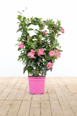 Mandevilla Mandevilla Sanderi Rek Rose 60-70 Pot Dipladenia / Mandevilla rek 60-70 cm