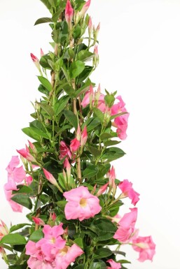 Mandevilla Mandevilla Sanderi Rek Rose 60-70 Pot Dipladenia / Mandevilla rek 60-70 cm