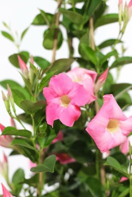 Mandevilla Mandevilla Sanderi Rek Rose 60-70 Pot Dipladenia / Mandevilla rek 60-70 cm
