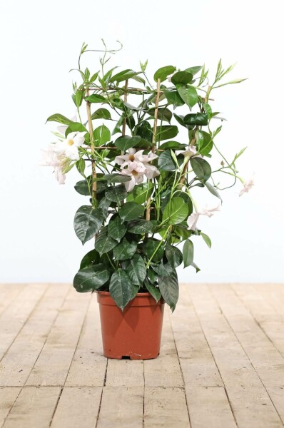 Mandevilla Mandevilla Sanderi Rek Wit 35-40 Pot Dipladenia / Mandevilla rek 35-40 cm