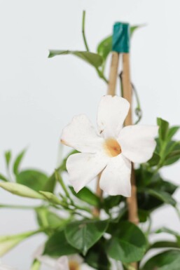 Mandevilla Mandevilla Sanderi Rek Wit 35-40 Pot Dipladenia / Mandevilla rek 35-40 cm