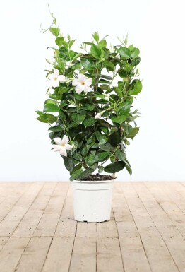 Dipladenia / Mandevilla rek