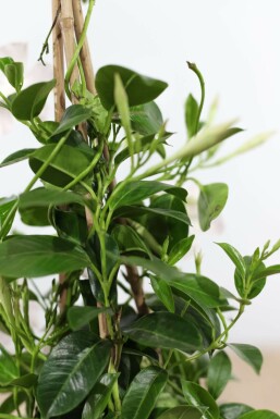 Mandevilla Mandevilla Sanderi Rek Wit 60-70 Pot Dipladenia / Mandevilla rek 60-70 cm