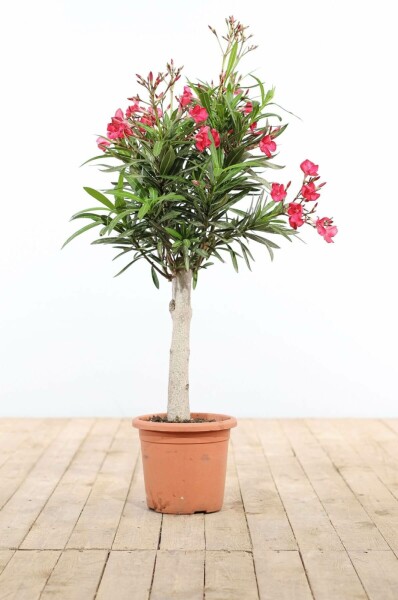 Oleander Nerium Oleander Op stam Rood 100-120 Pot Nerium Oleander op stam 100-120 cm
