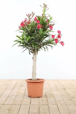 Nerium Oleander op stam 100-120 cm