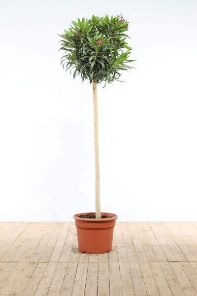 Oleander Nerium Oleander Op stam Rood 170-180 Pot Nerium Oleander op stam 170-180 cm