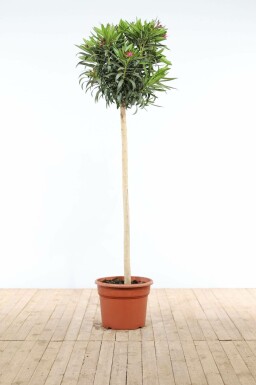 Nerium Oleander op stam 170-180 cm