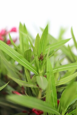 Oleander Nerium Oleander Op stam Rood 170-180 Pot