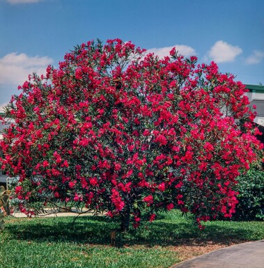 Oleander Nerium Oleander Op stam Rood 170-180 Pot