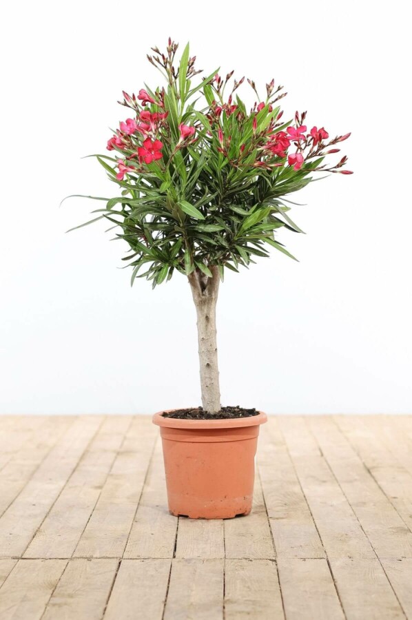 Nerium Oleander op stam Nerium Oleander op stam