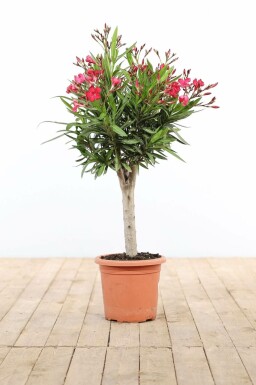 Nerium Oleander op stam