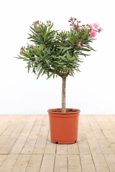 Oleander Nerium Oleander Op stam Rose 100-120 Pot Nerium Oleander op stam 100-120 cm