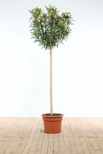 Oleander Nerium Oleander Op stam Rose 170-180 Pot Nerium Oleander op stam 170-180 cm