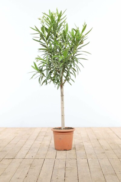 Oleander Nerium Oleander Op stam Wit 100-120 Pot Nerium Oleander op stam 100-120 cm