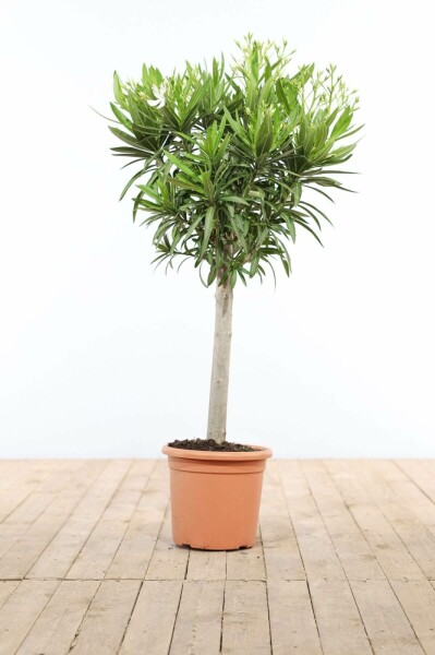 Oleander Nerium Oleander Op stam Wit 120-130 Pot Nerium Oleander op stam 120-130 cm