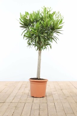 Oleander Nerium Oleander Op stam Wit 120-130 Pot Nerium Oleander op stam 120-130 cm