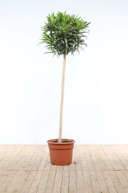 Oleander Nerium Oleander Op stam Wit 170-180 Pot Nerium Oleander op stam 170-180 cm