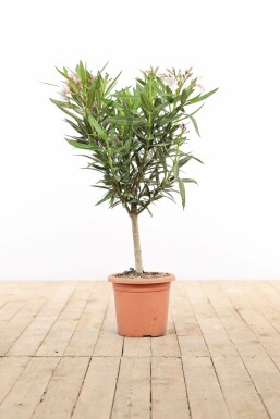 Oleander Nerium Oleander Op stam Wit 50-60 Pot Nerium Oleander op stam 50-60 cm