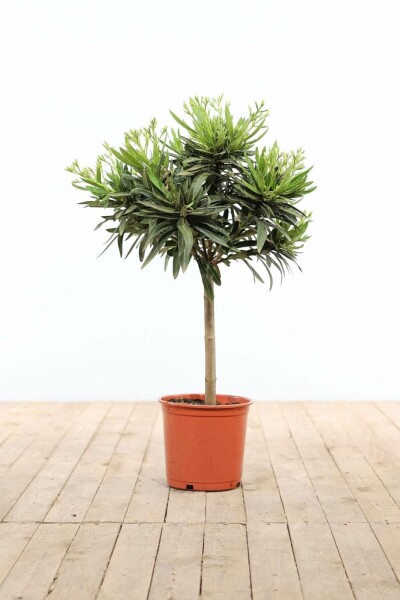 Oleander Nerium Oleander Op stam Wit 60-70 Pot Nerium Oleander op stam 60-70 cm