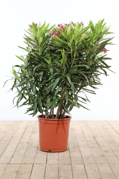 Oleander Nerium Oleander Struik Rood 100-120 Pot Nerium Oleander struik 100-120 cm