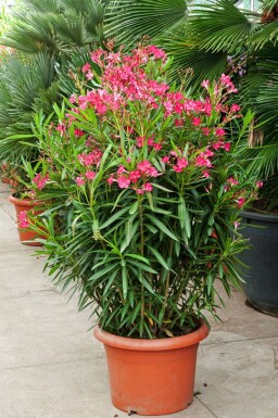 Oleander Nerium Oleander Struik Rood 100-120 Pot Nerium Oleander struik 100-120 cm