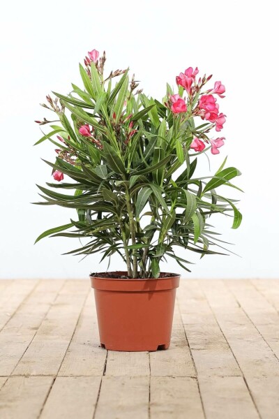 Oleander Nerium Oleander Struik Rood 50-60 Pot
