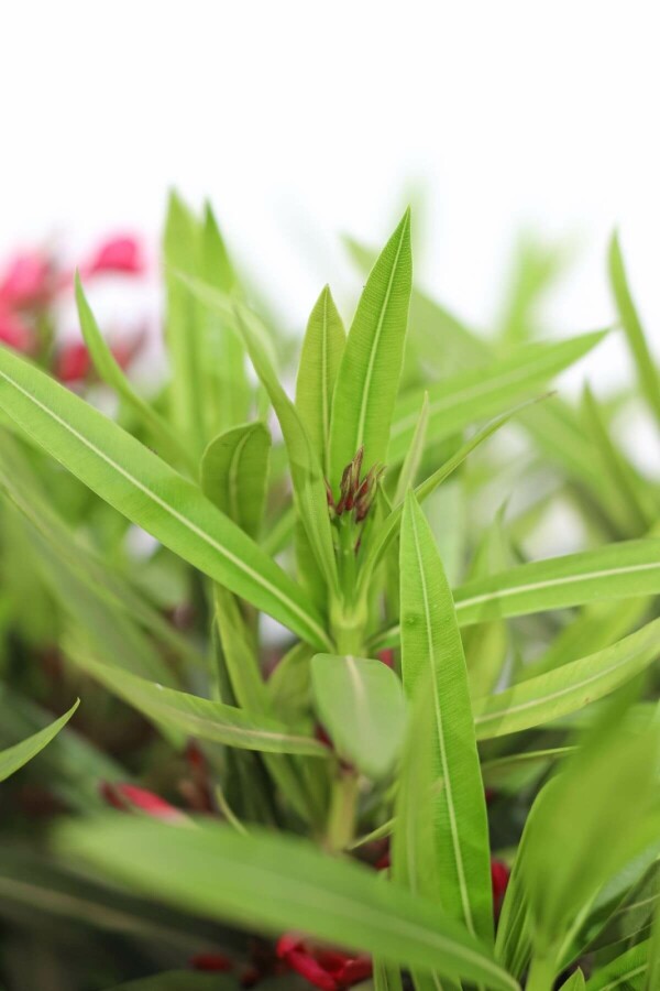 Oleander Nerium Oleander Struik Rood 50-60 Pot Nerium Oleander struik 50-60 cm