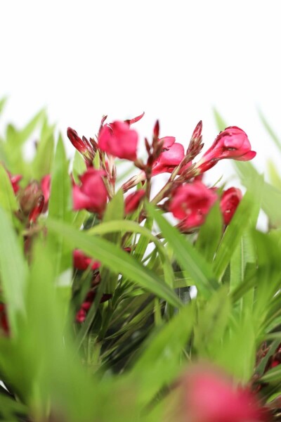 Oleander Nerium Oleander Struik Rood 50-60 Pot