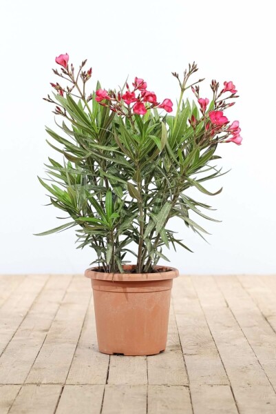 Nerium Oleander struik