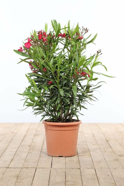 Nerium Oleander struik