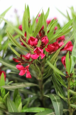 Oleander Nerium Oleander Struik Rood 80-100 Pot