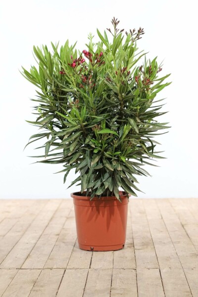 Oleander Nerium Oleander Struik Rood/Wit 70-80 Pot Nerium Oleander struik 70-80 cm