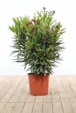Oleander Nerium Oleander Struik Rood/Wit 70-80 Pot Nerium Oleander struik 70-80 cm