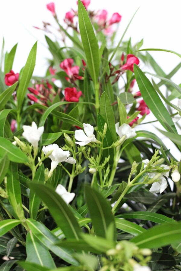 Oleander Nerium Oleander Struik Rood/Wit 70-80 Pot Nerium Oleander struik 70-80 cm