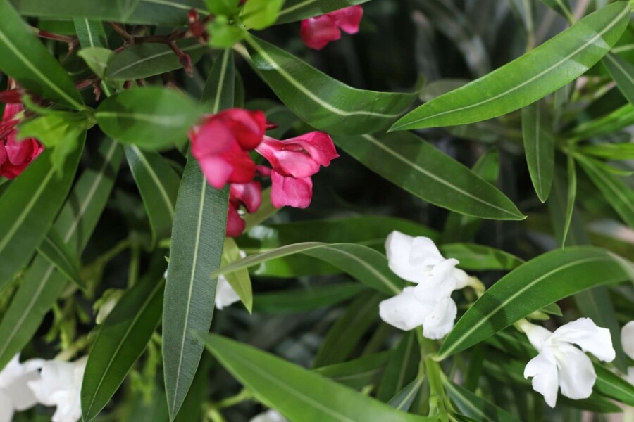 Oleander Nerium Oleander Struik Rood/Wit 70-80 Pot Nerium Oleander struik 70-80 cm