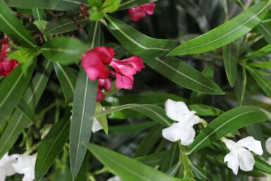 Oleander Nerium Oleander Struik Rood/Wit 70-80 Pot Nerium Oleander struik 70-80 cm