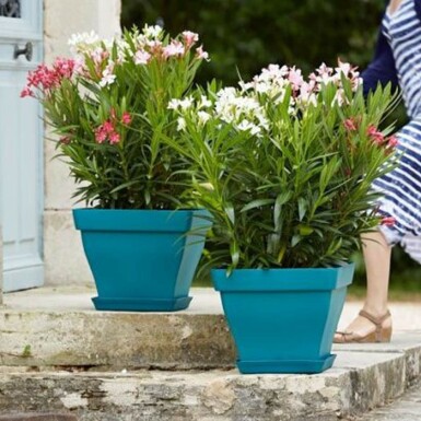 Oleander Nerium Oleander Struik Rood/Wit 80-100 Pot Nerium Oleander struik 80-100 cm