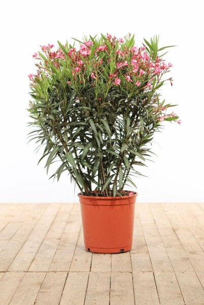 Oleander Nerium Oleander Struik Rose 100-120 Pot Nerium Oleander struik 100-120 cm