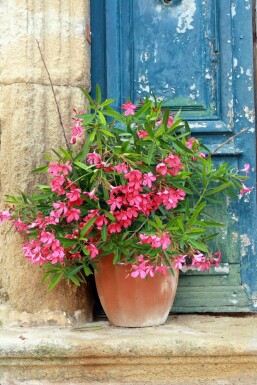 Nerium Oleander struik 100-120 cm