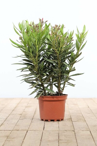 Oleander Nerium Oleander Struik Rose 50-60 Pot Nerium Oleander struik 50-60 cm