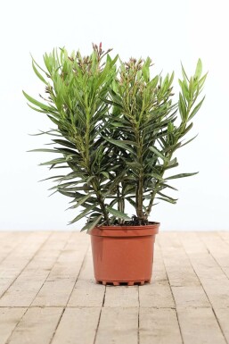 Oleander Nerium Oleander Struik Rose 50-60 Pot Nerium Oleander struik 50-60 cm
