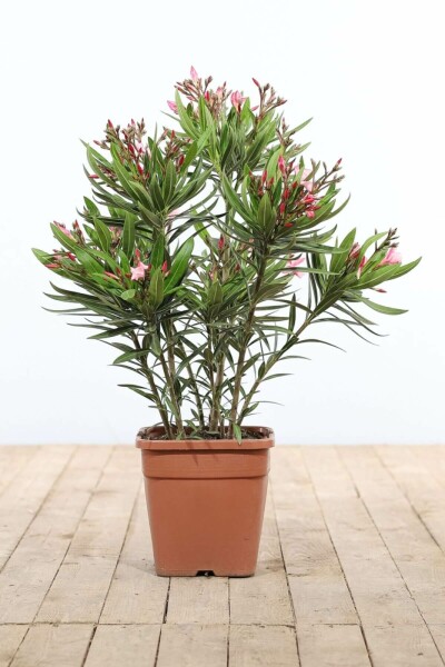 Nerium Oleander struik