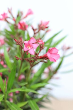 Nerium Oleander struik 70-80 cm