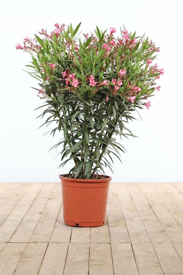 Nerium Oleander struik