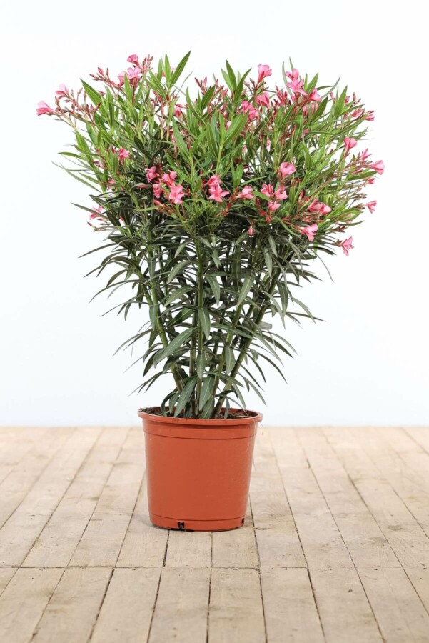 Nerium Oleander struik Nerium Oleander struik
