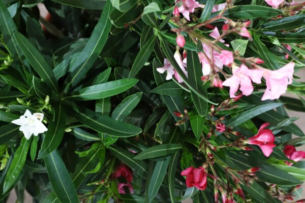 Oleander Nerium Oleander Struik Rood/Wit/Rose 80-100 Pot Nerium Oleander struik