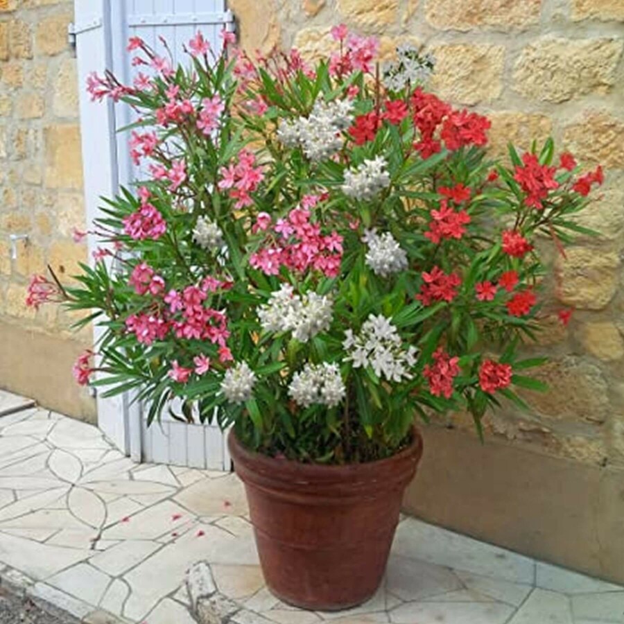 Oleander Nerium Oleander Struik Rood/Wit/Rose 80-100 Pot Nerium Oleander struik